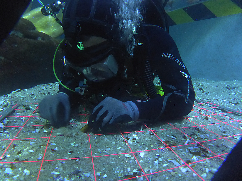 Diving student performing a transect search at Aquarium