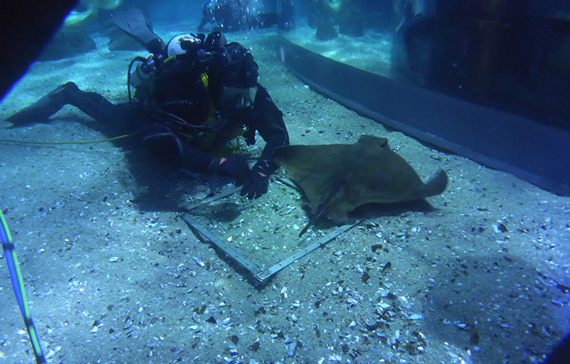 Diving student performing transect search at Aquarium