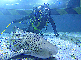 Aquarium diver with shark