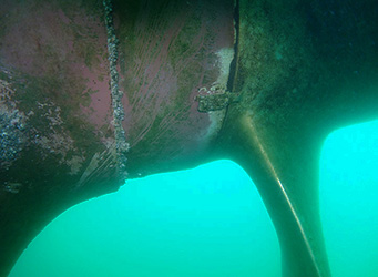 Prodiver engaged in filming work