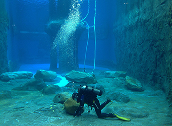 Taronga Zoo divers