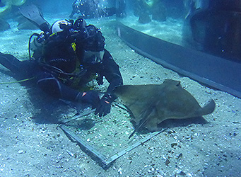 Prodiver engaged in filming work