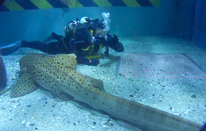 Aquarium diving student in tank with fish