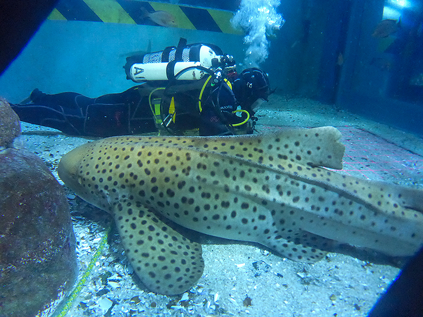 Aquarium diving student in tank