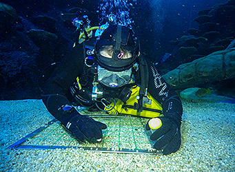 Aquarium diving student completing transec search task